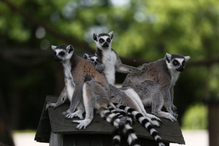 Bursa Hayvanat Bah&ccedil;esi'nde 5 lemur yavrusu d&uuml;nyaya geldi