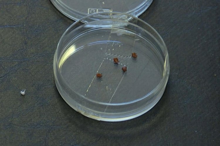 İstanbul'da 'Lyme' tehlikesine dikkat