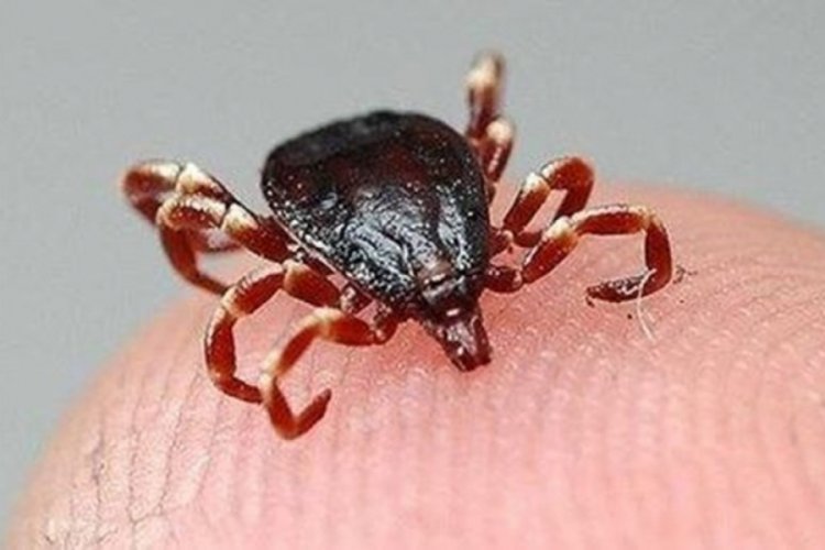 KKKA vaka sayısı 492'ye ulaştı, 18 kişi hayatını kaybetti