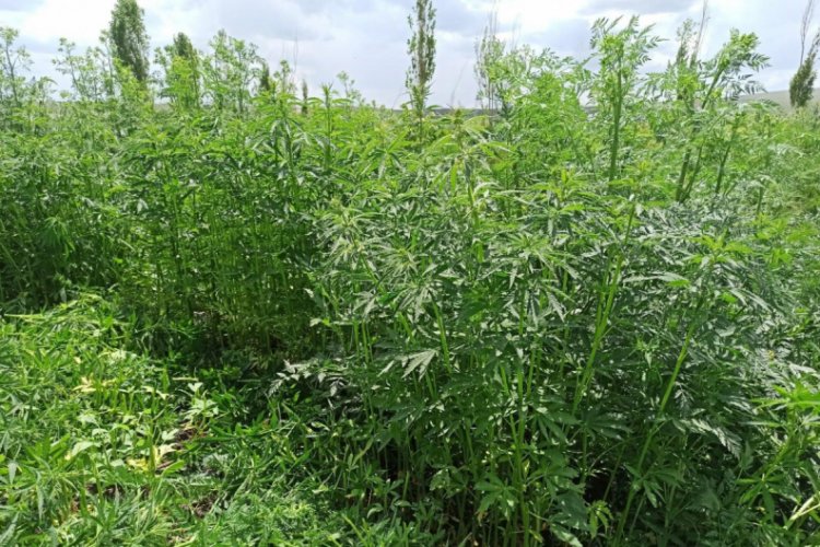 Jandarma 28 bin 600 adet kenevir ele ge&ccedil;irdi