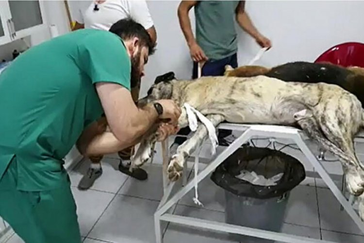 Zehirlenen k&ouml;pekler t&uuml;m m&uuml;dahalelere rağmen kurtarılamadı