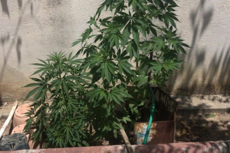 Manisa'da evinin bah&ccedil;esinde kenevir yetiştirdi
