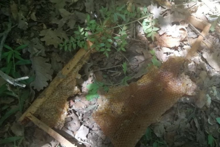 Bursa'da &uuml;reticinin hasat etmeye hazırlandığı balı ayılar yedi