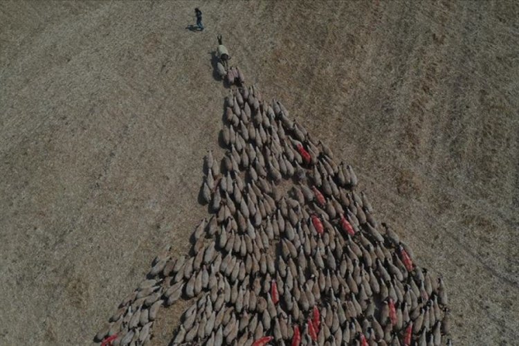 T&uuml;rkiye'nin en b&uuml;y&uuml;k tarım işletmesinde 'elit' s&uuml;r&uuml;lere ko&ccedil; katımı başladı