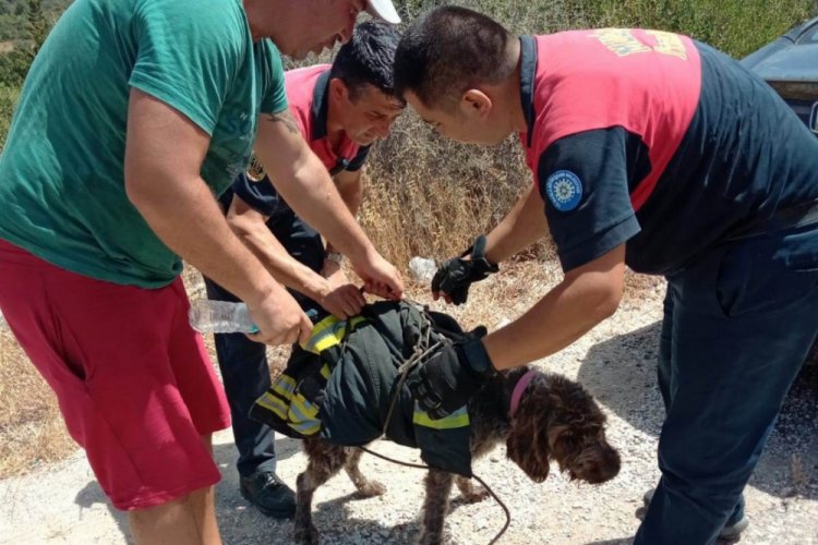 Yaralı k&ouml;peğin yardımına itfaiye koştu