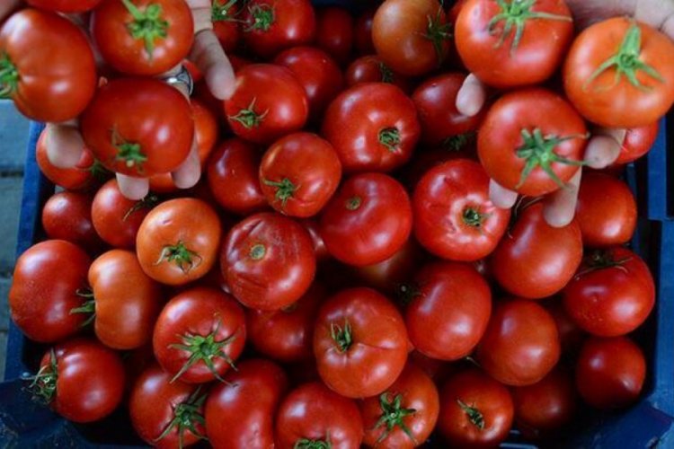 Domates ihracatında kotanın kaldırılması talebi