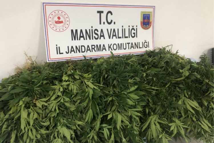Tarlasında yetiştirdiği Hint kenevirlerini sularken yakalandı