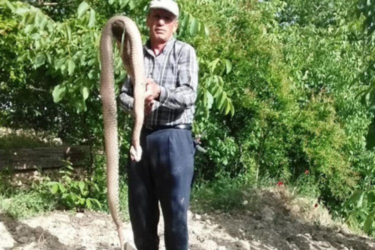 2,5 metrelik engereği etkisiz hale getirdi