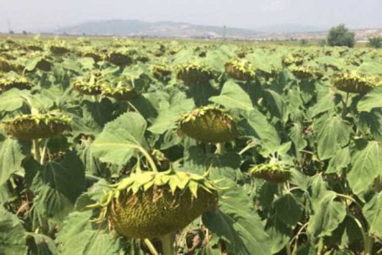 Bursa Yenişehir Yağlı Tohumlar Kooperatifi ay&ccedil;i&ccedil;eğinde rekolte alımlarına başladı