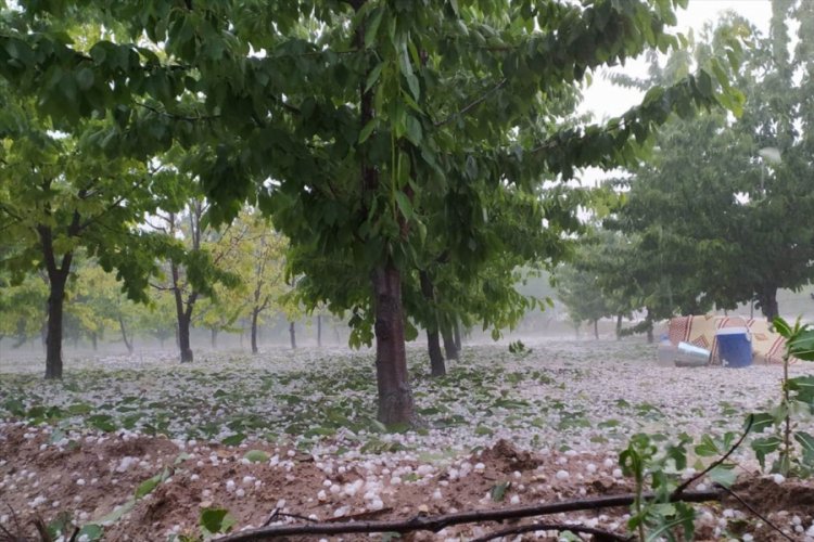 Dolu ve sağanak 40 bin dekar tarım arazisine zarar verdi