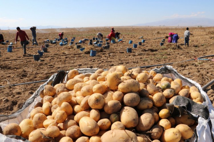 Niğde'de patates ekim alanı y&uuml;zde 15 arttı