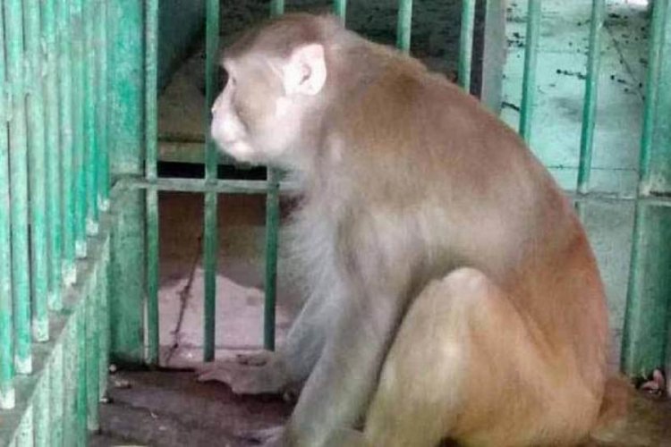Hindistan'da bir kişiyi &ouml;ld&uuml;ren, 250 kişiyi yaralayan maymuna m&uuml;ebbet