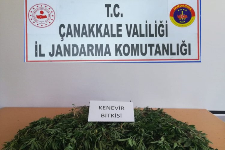 Ay&ccedil;i&ccedil;ek tarlasından 259 k&ouml;k kenevir &ccedil;ıktı