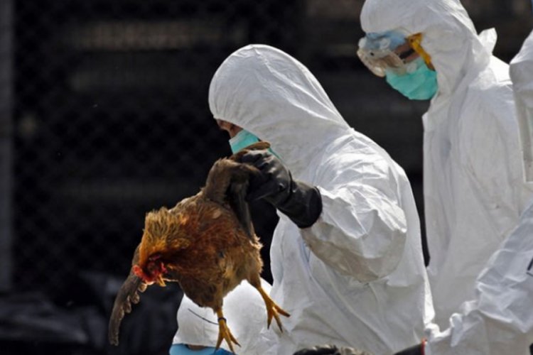 Bulgaristan'da yeni vir&uuml;s salgını! H5N8 hızla yayılıyor