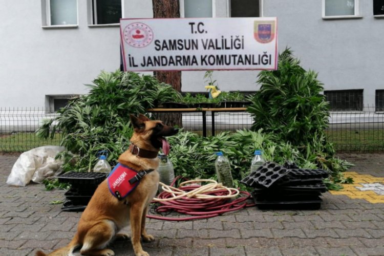 2 bin 600 k&ouml;k kenevir bitkisi ele ge&ccedil;irildi