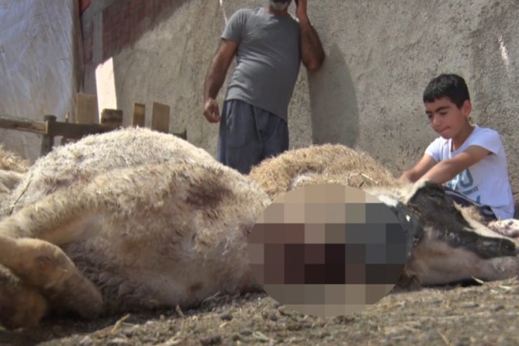 22 koyunu telef eden kurtlar mahalleliyi tedirgin etti