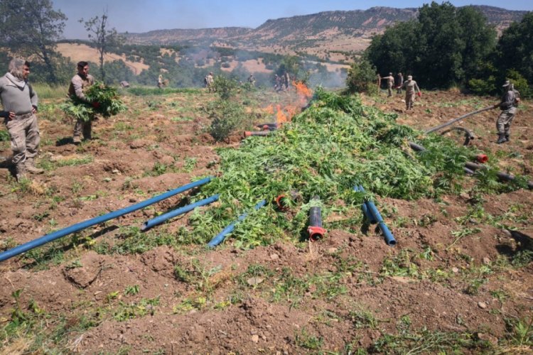 7 milyon k&ouml;k Hint keneviri, 1.6 ton esrar ele ge&ccedil;irildi