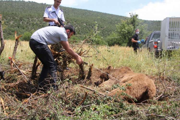 Bah&ccedil;e teline takılan ayı uyutularak kurtarıldı