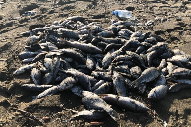 Toplu balık &ouml;l&uuml;mlerine Asi Nehri neden olmuş