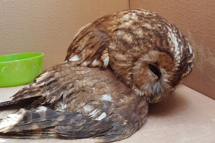 Bursa'da yolda bulduğu yaralı baykuşu veterinere g&ouml;t&uuml;r&uuml;p hayatını kurtardı