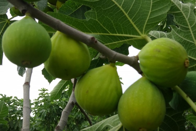 Aydın'da sezonun ilk inciri &ccedil;ıktı