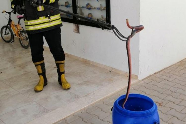 Apartmanın merdiven boşluğundan 2 metrelik yılan &ccedil;ıktı!