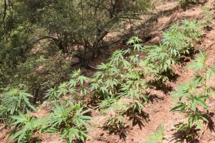 966 k&ouml;k kenevir bitkisi ele ge&ccedil;irildi