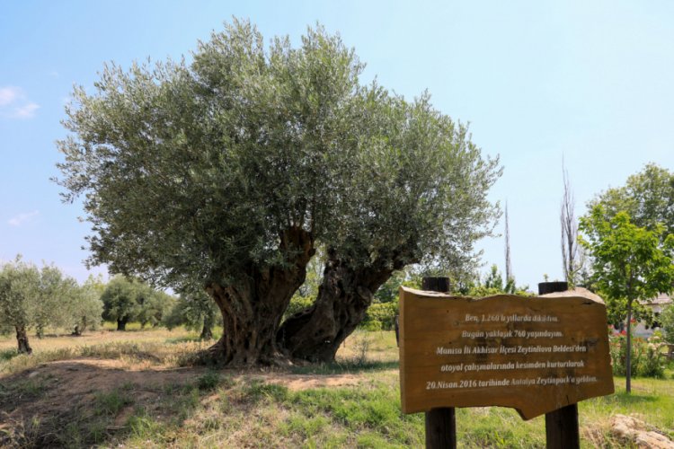 Asırlık zeytin ağa&ccedil;larının meyvesi, a&ccedil;ık artırmayla satılacak
