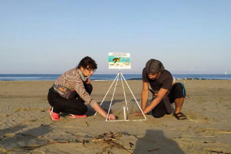 Patara'da 116 caretta caretta yuvası tespit edildi