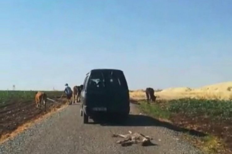 &Ouml;l&uuml; sıpayı aracının arkasına bağlayıp s&uuml;r&uuml;kledi