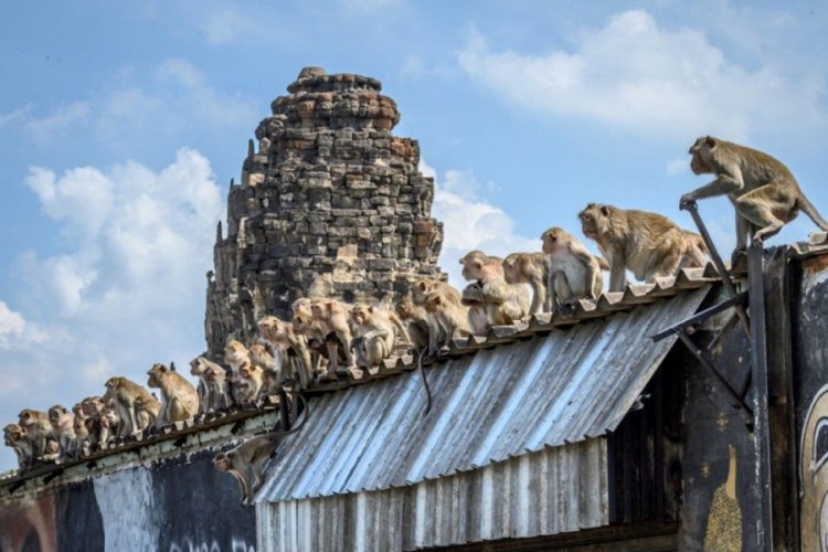 Tayland'ın Lopburi kentini maymunlar istila etti