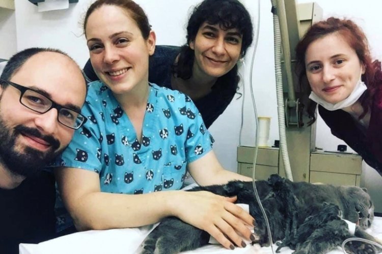 Doğum yapamayan kedi sezaryen ile 5 yavru d&uuml;nyaya getirdi
