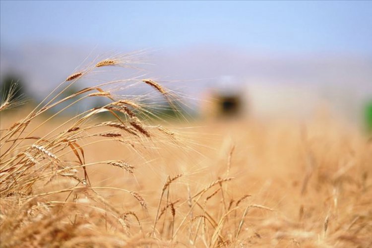 Buğdayda 2020 rekoltesinin 20,5 milyon tona ulaşması bekleniyor