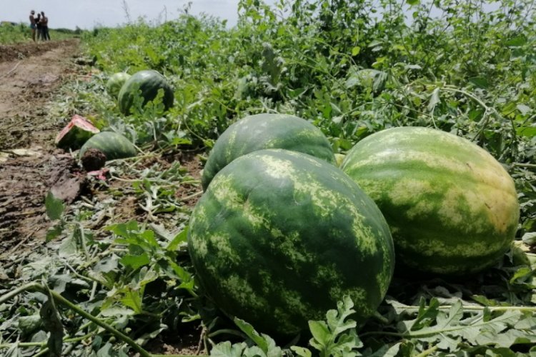 Ge&ccedil;en yıl &uuml;reticisini &uuml;zen karpuz bu sene g&uuml;ld&uuml;rd&uuml;