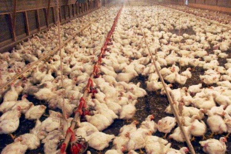 İran'da 7 bin tavuk &uuml;reticisi iflas etti