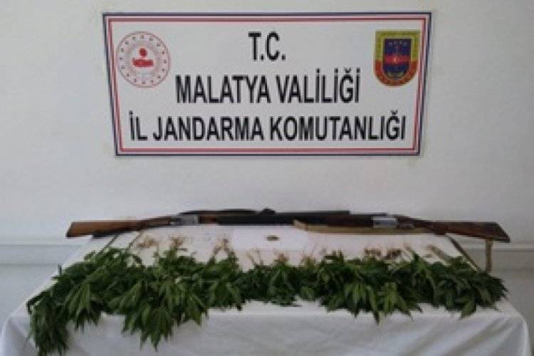 327 k&ouml;k kenevir ele ge&ccedil;irildi, 2 kişi g&ouml;zaltına alındı
