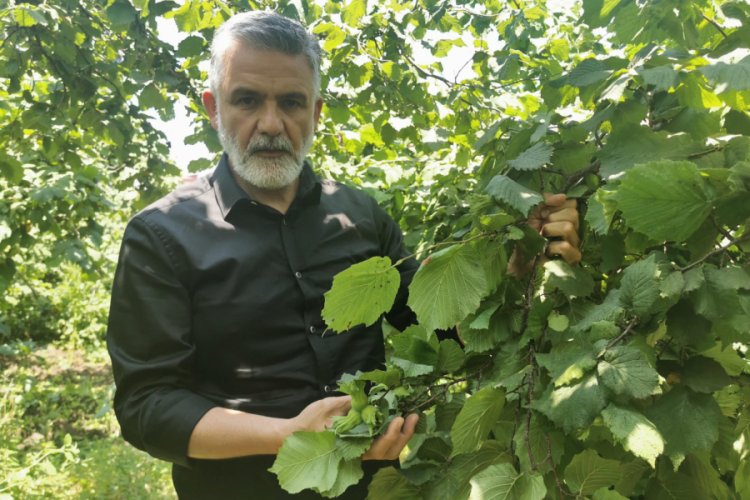 Salgın nedeniyle fındık hasadında sıkı tedbirler alınacak