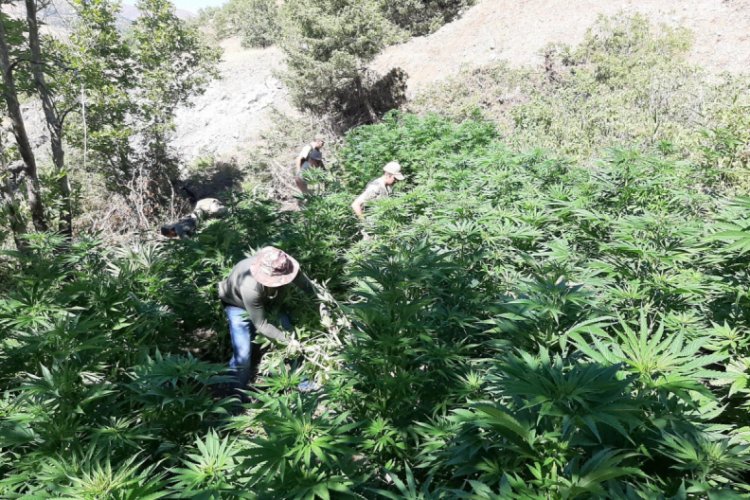 Elazığ'da ağa&ccedil;ların arasına gizlenen 42 kilo esrar bulundu