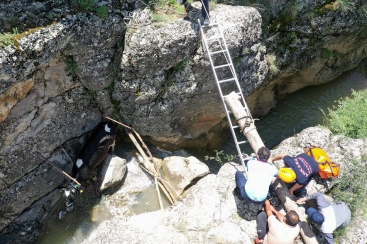 Kanyonda mahsur kalan hamile ineği itfaiye kurtardı