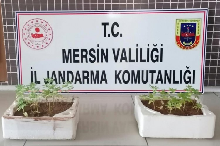 Jandarma 26 k&ouml;k kenevir ele ge&ccedil;irdi