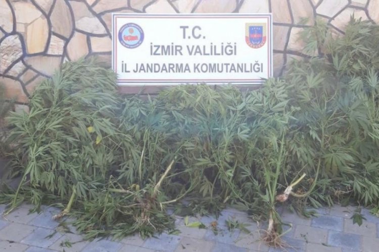108 k&ouml;k kenevir bitkisi ele ge&ccedil;irildi