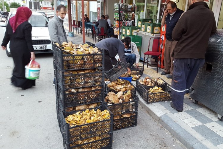 Bursa Keles halkı ge&ccedil;imini mantardan kazanıyor