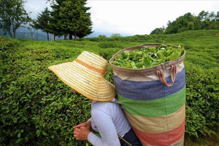 &Ccedil;AYKUR, yaş &ccedil;ay budama bedellerini &uuml;retici hesaplarına aktardı