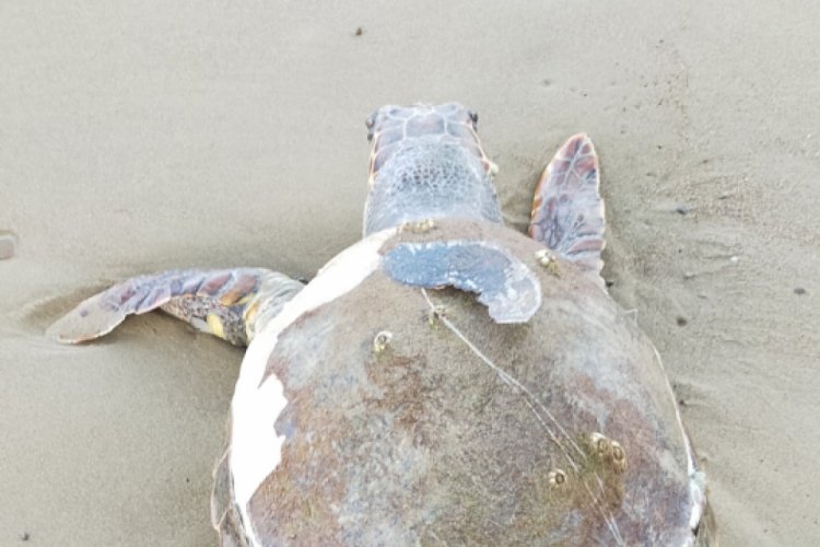 30 kilometrelik sahil bandında 14 caretta caretta &ouml;l&uuml; bulundu