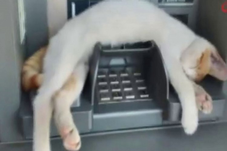 ATM'de uyuyan kedi g&ouml;renleri g&uuml;l&uuml;msetti