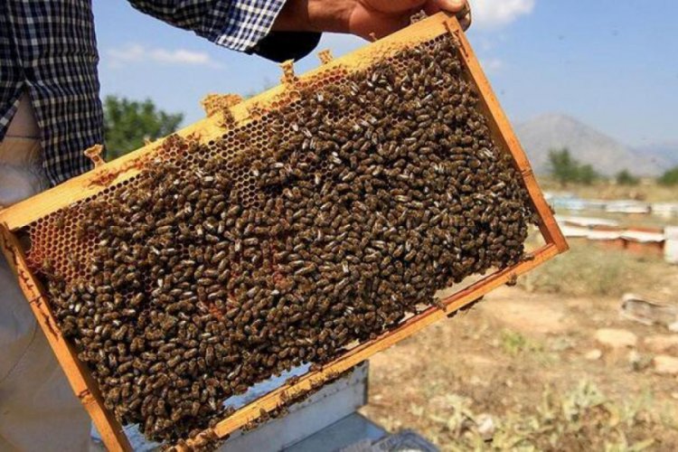 Kırıkkale'de yetiştirilen ana arılar &uuml;lke geneline satılabilecek