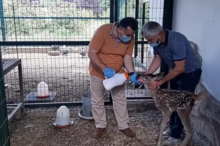 Bursa'da tedavileri tamamlanan yaban hayvanlar doğaya salındı