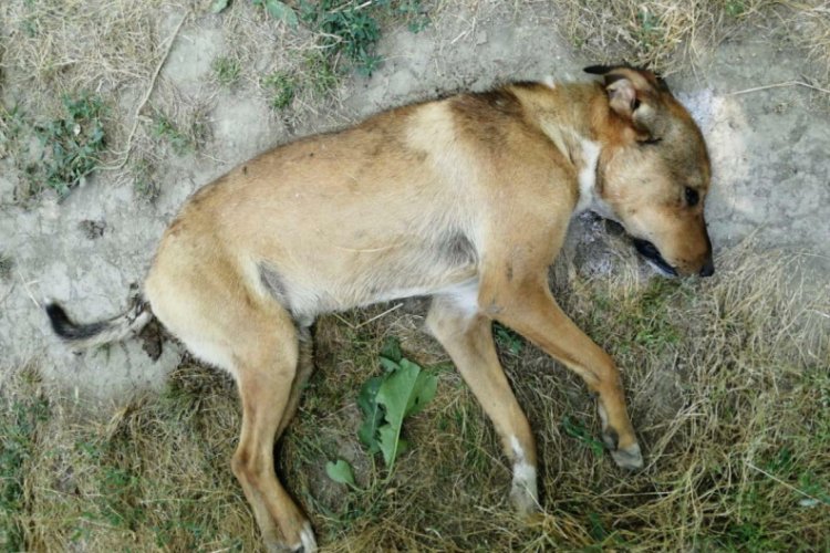 6 k&ouml;pek zehirlenerek telef oldu