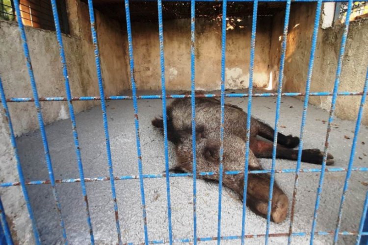 Bodrum'da domuza tuzak kurup &ouml;l&uuml;me terk ettiler