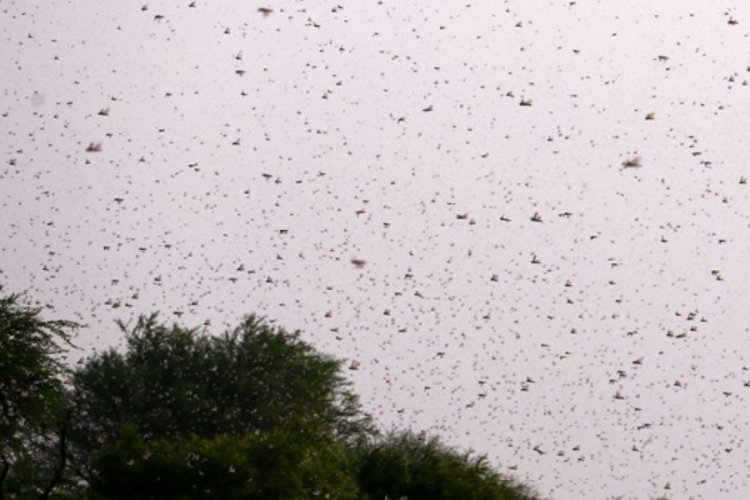 Yeni Delhi'de &ccedil;ekirge s&uuml;r&uuml;s&uuml; alarmı